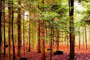 image of leaves falling off tree depicting end of summer hvac tasks and heater tune-up aberdeen new jersey