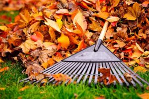 raking leaves