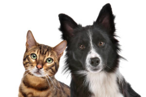 image of a cat and dog with dander and indoor air quality
