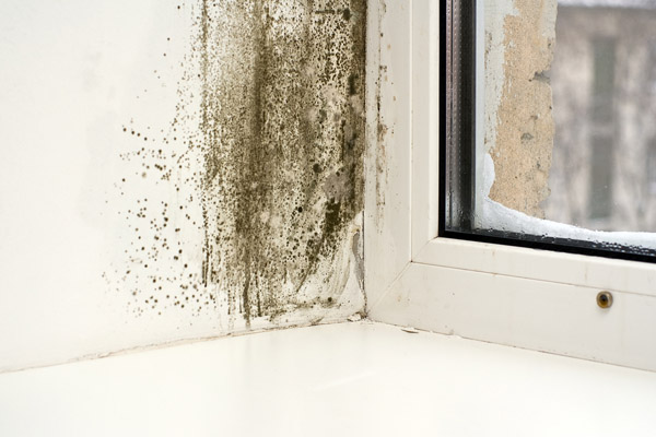 mold on wall due to high humidity and poor indoor air quality