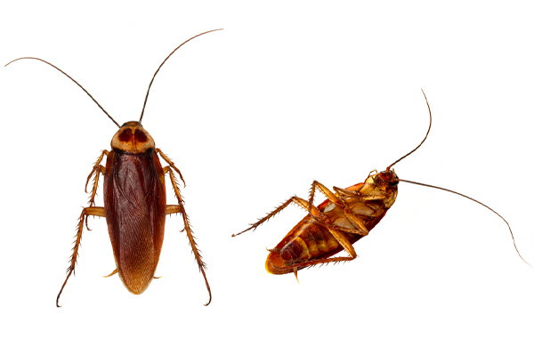 image of cockroaches in hvac system