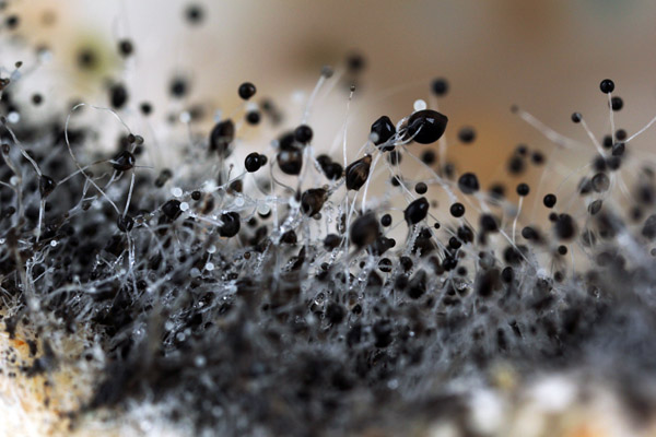 image of mold on an hvac air filter