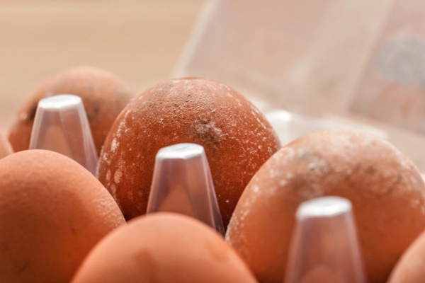 image of rotten brown eggs