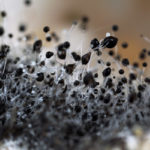 image of mold that was on air conditioner
