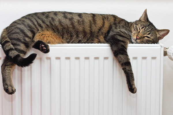 cat on radiator depicting home heating oil system