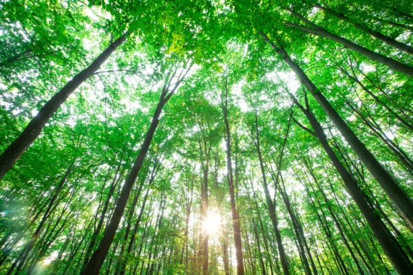 forest landscape depicting environmental advantage