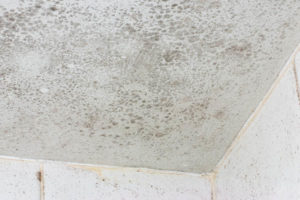image of mildew growing on wall of a home.