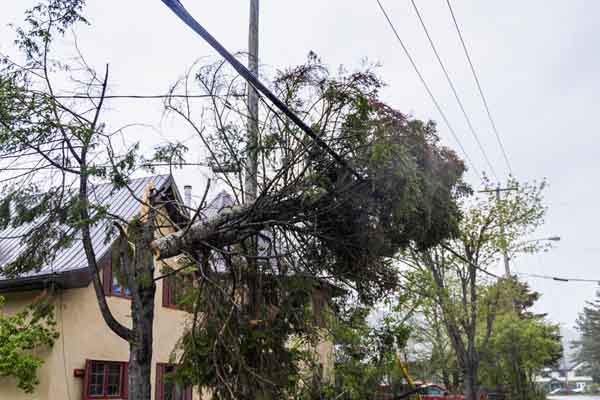 image of fallen tree on powerline depicting backup generator use