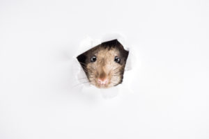 image of a rat in hvac ductwork