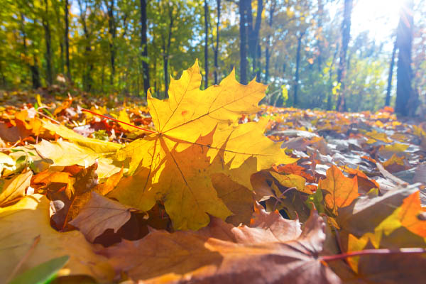 image of leaves and end of summer depicting end of summer air conditioner tips