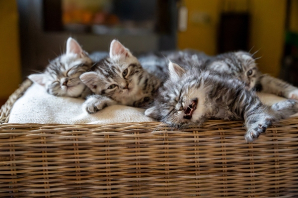 4 kittens in a basket depicting Key Factors That Affect Filter Replacement Timing