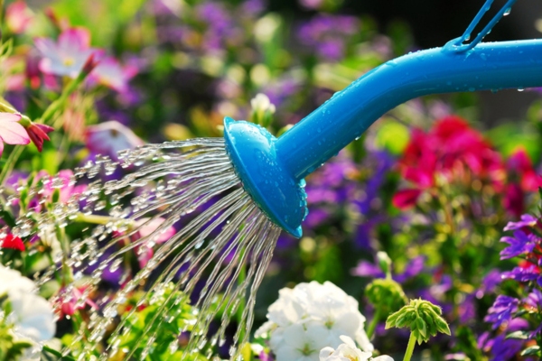 watering flowers and garden